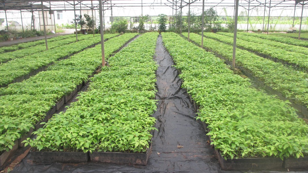 ���������֣�