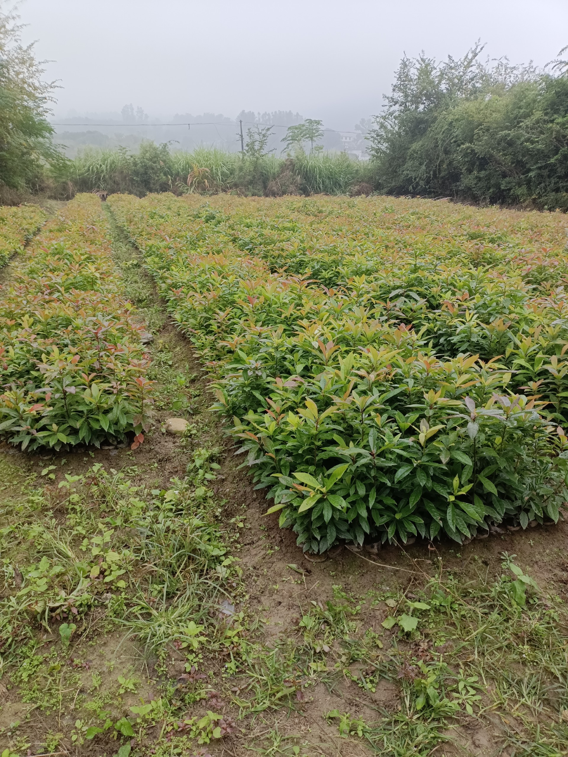 1669272680146878.png 1669272680146878.png