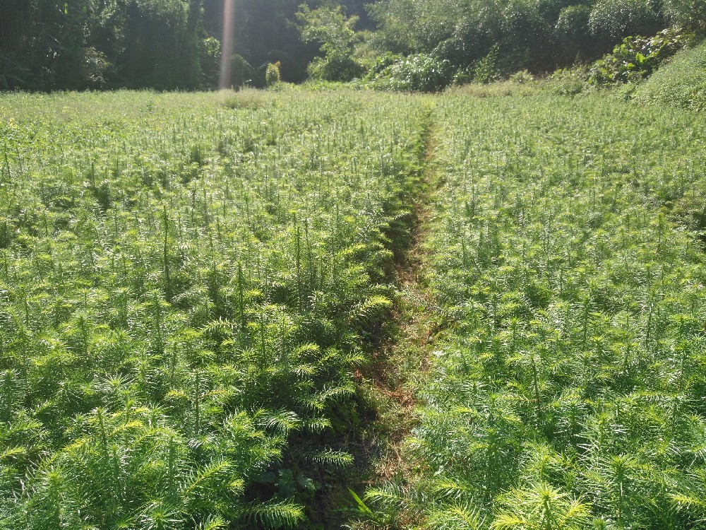 ɼľ�����֣�