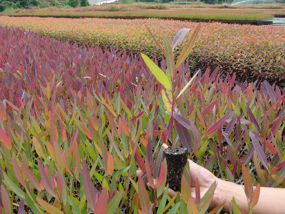 ���������֣�