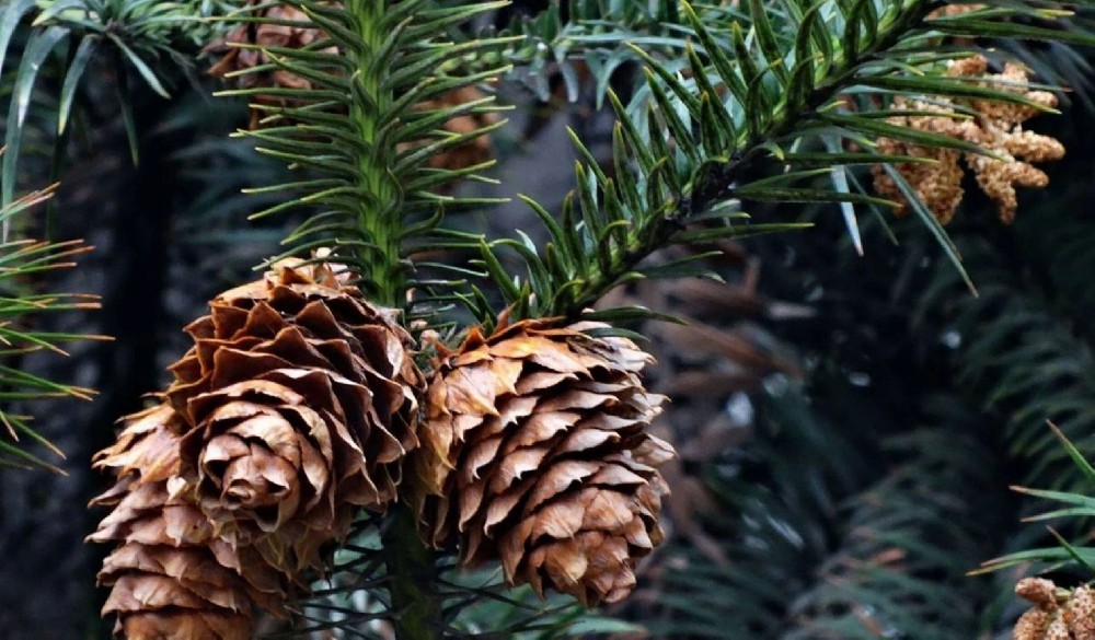 ����ľ���ա��ڶ��ڣ���һ����ľ�������������������������˵Ĺ���������������������д�Ϳ�Խʱ�յ�����ʷʫ