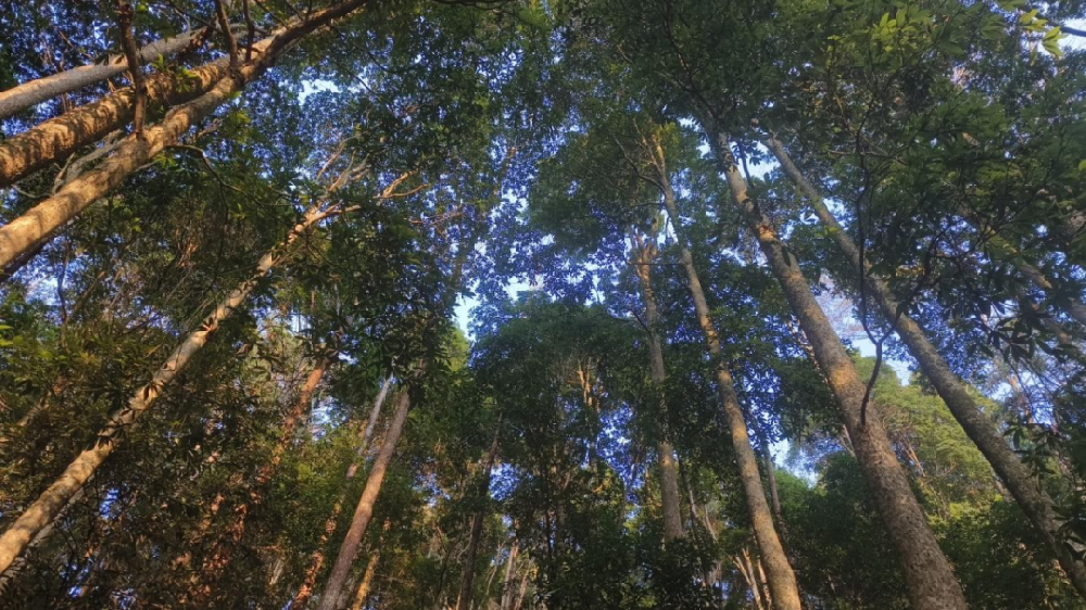 ����ľ���ա������ڣ���һ���������������������������Խ��ʷ����������������������˵����ɭ�ֹ������ǻ�������